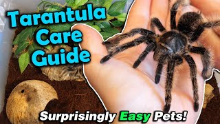 How to Care for Tarantulas [upl. by Dove]