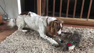 Springer Spaniel with Dominant Aggression [upl. by Loutitia917]