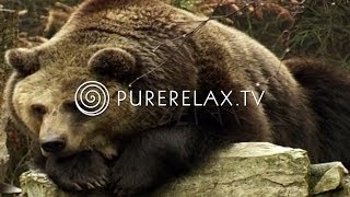 Nature Videos  Forest Sounds Bears Birds Harmony  ANIMALS IN THE FOREST [upl. by Reimer710]