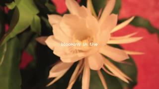 Johnny Stimson  Flower Official Lyric Video [upl. by Sirah]