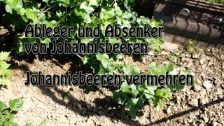 Johannisbeeren durch Absenker vermehren [upl. by Notwen]