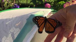 Releasing 12 Monarch Butterflies [upl. by Brandie]