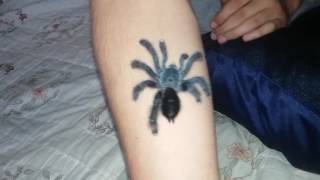 Pinktoe Tarantula handling and info [upl. by Aizirtap]