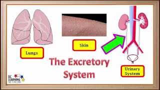 WCLN  The excretory system  Biology [upl. by Neenej]