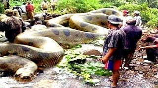 8 Deadliest Amazon River Snakes [upl. by Lemmy]