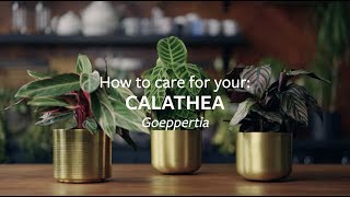 How to care for your Calathea  Grow at Home  RHS [upl. by Linzer231]