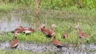 Whistling Ducks Go Wild [upl. by Lizned417]