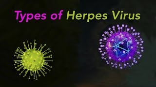 Types of Herpes [upl. by Lin]