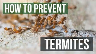 How to Prevent Termites [upl. by Arabeila]