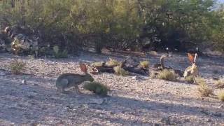 Jack Rabbits mating [upl. by Bussey]