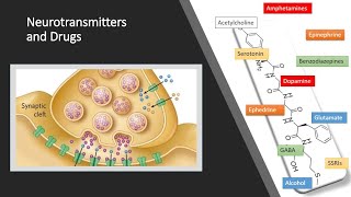 Neurotransmitters [upl. by Abehshtab]