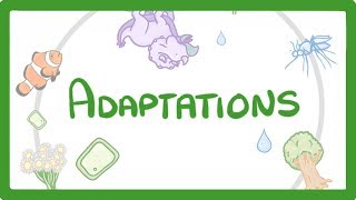 GCSE Biology  Adaptations 79 [upl. by Hedvig]