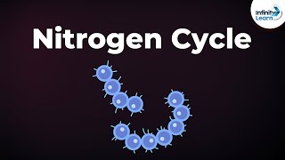 Nitrogen Fixation  Nitrogen Cycle  Microorganisms  Dont Memorise [upl. by Pfister646]