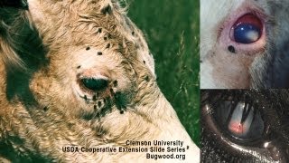 Pink Eye In Beef Cattle Causes Diagnosis Treatment  DL Step DVM [upl. by Aicilec]