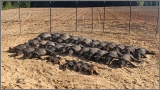 Wild Hog Trapping  9 3333 Feral Hog Capture  JAGER PRO™ [upl. by Elisabeth]