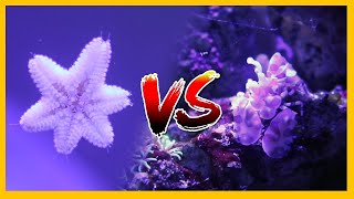 Asterina Starfish vs Harlequin Shrimp [upl. by Greeley]