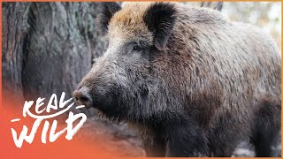 The Danger Of The Wild Boar Wildlife Documentary  Savage Wild  Real Wild [upl. by Nelly]