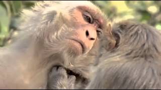 La Mente Animal ¿Son Conscientes Los Animales BBC [upl. by Pritchard587]