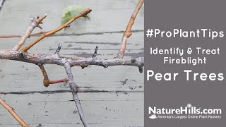 ProPlantTips Identify amp Treat Fireblight  Pear Trees [upl. by Nodgnal]