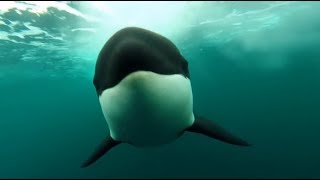 10 Hours Orca Killer Whales Chasing  Video amp Whalesong 1080HD SlowTV [upl. by Goldie]