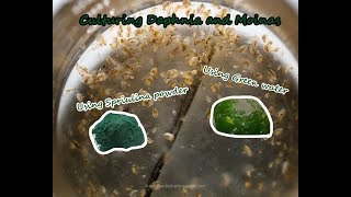 How To Culture Daphnia and Moinas using Green Water Spirulina powder [upl. by Jari]