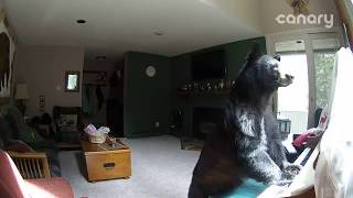 Bear Breaks Into Colorado Home quotPlaysquot Piano [upl. by Festus]