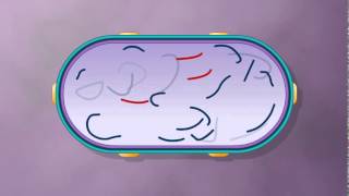 Generalized Transduction Bacterial Recombination Collected by Krishna Thapa [upl. by Kellsie]