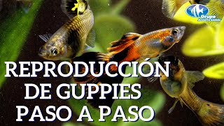 Reproducción de peces Guppys Poecilia reticulata [upl. by Uhile]