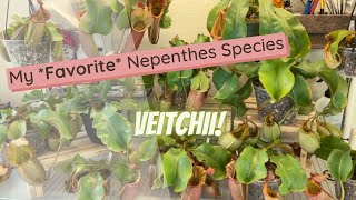 Nepenthes Veitchii Spotlight [upl. by Lezlie497]