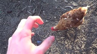 How To Fight a Chicken [upl. by Hassett]