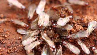 Termites Signs and prevention tips [upl. by Katee543]