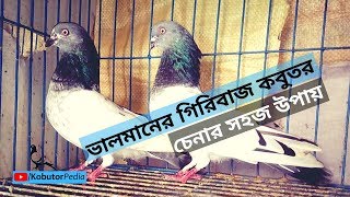 ভালমানের গিরিবাজ কবুতর চেনার সহজ উপায়  Giribaz  KobutorPedia [upl. by Hplar]