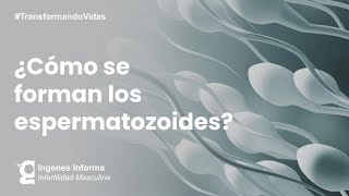 ¿Cómo se producen los espermatozoides  Ingenes [upl. by Flannery]