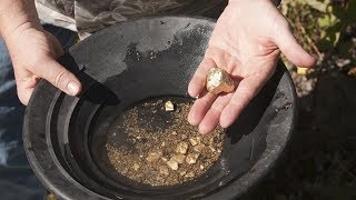 Gold Panning at Gold Creek from Juneau Alaska [upl. by Lleuqram]