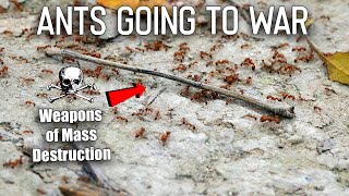 I Filmed Ants Going to War [upl. by Halbeib]