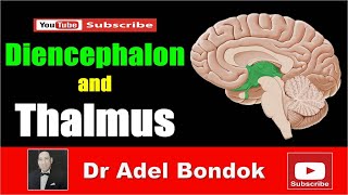 Diencephalon and Thalamus Dr Adel Bondok [upl. by Refinnaj]