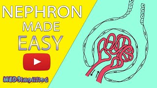 NEPHRON Structure amp Function Made Easy  Human Excretory System Simple Explanation [upl. by Specht545]