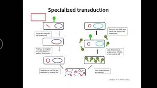 Specialized transduction [upl. by Ardeen]