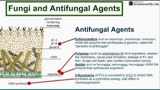 Fungi and Antifungal Agents [upl. by Rosalind]