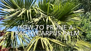 How To Prune a Trachycarpus Fortunei Palm Pruning Trachycarpus Palms [upl. by Llevel]