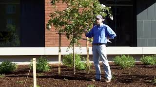 Crapemyrtle or Crape Myrtle Lagerstroemia indica  Plant Identification [upl. by Udella]