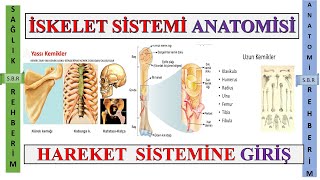 1 İskelet Sistemi Anatomisi  Kemik Tipleri  Kemikleşme ve Kemik Gelişimi  Bölüm 1 [upl. by Ymor496]