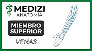 Anatomía de Miembro Superior MMSS  Venas quotMquot venosa [upl. by Anaihr]