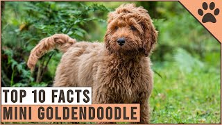 Mini Goldendoodle  Top 10 Facts [upl. by Eliza]