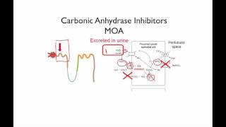 Carbonic Anhydrase Inhibitors [upl. by Maples]