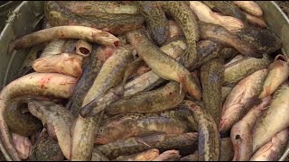 How to Fish for Burbot at Flaming Gorge [upl. by Ahsenrat]