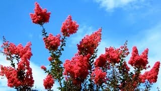 Carmine Crape Myrtle Lagerstroemia indica San Marcos California [upl. by Estrin]