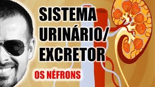 Sistema ExcretorUrinário  Néfron A unidade funcional dos Rins  Anatomia Humana  VideoAula 031 [upl. by Kamila]