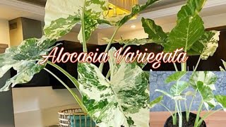 How to Grow and Propagation Alocasia Variegated [upl. by Wertheimer]