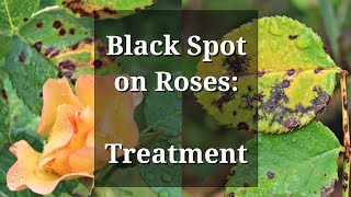 Black Spot Roses Treatment [upl. by Anail406]